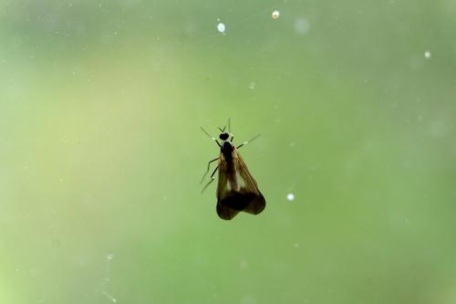 Rhamphomyia marginata